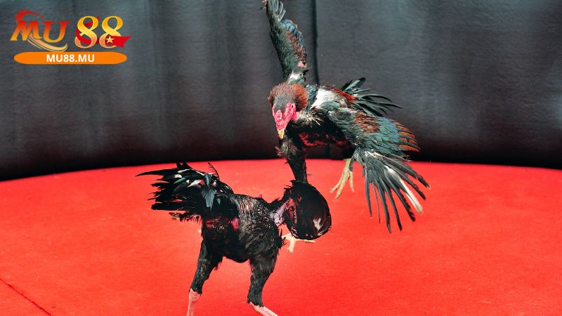 Có kiểu đá gà Mỹ mới lạ