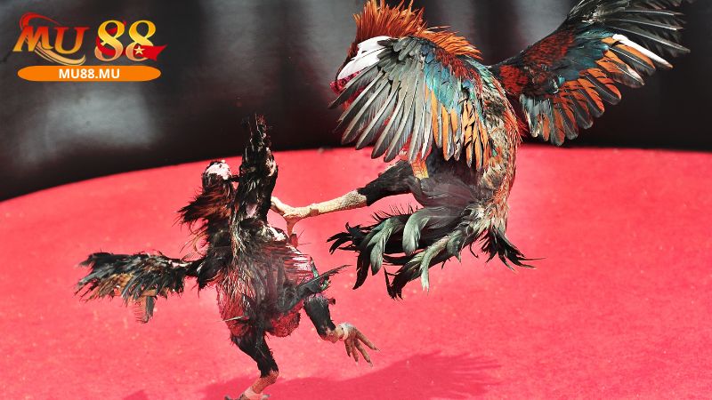 Đá gà MU88 chân thực và sống động nhờ kiểu live