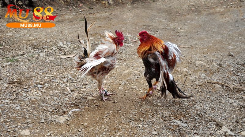 Đá gà tại đây có nhiều điểm mạnh thu hút người chơi